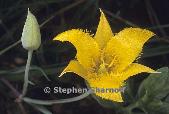 calochortus monophyllus 3 graphic